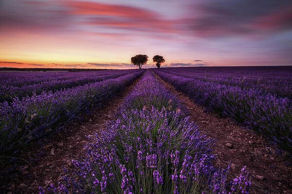 Landscape Art Print featuring the photograph Aromatherapy by Jorge Maia