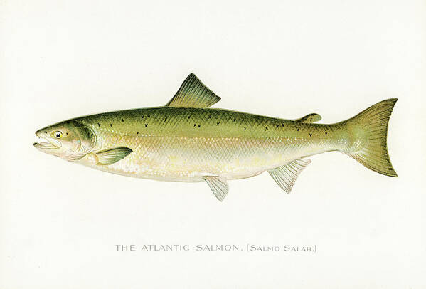 David Letts Art Print featuring the drawing Atlantic Salmon by David Letts