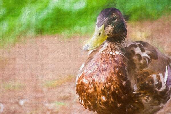 Duck Art Print featuring the photograph Artsy Duck Painted by Don Northup