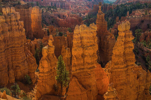 Bryce National Park Art Print featuring the photograph As Morning Glows by Doug Scrima
