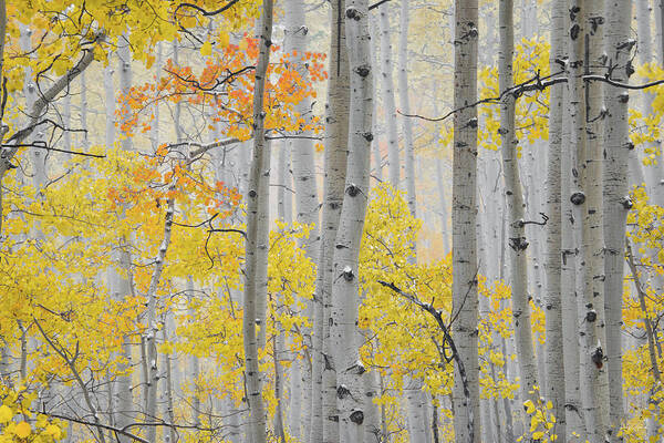 Aspen Forest Art Print featuring the photograph Aspen Forest Texture by Leland D Howard