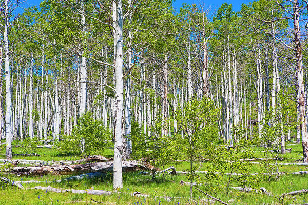 Scenics Art Print featuring the photograph Aspen Grove by Philip Nealey