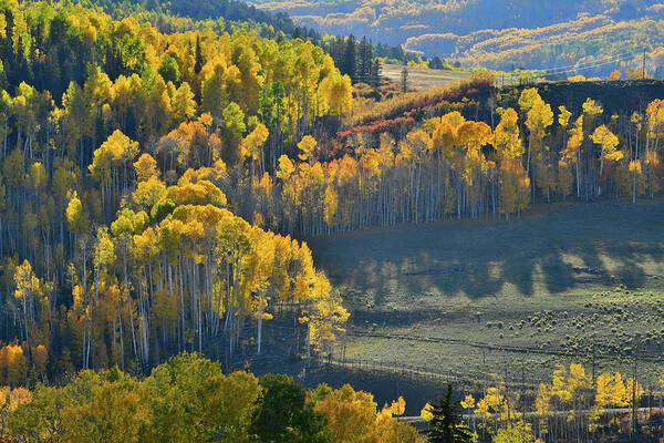 Wilson Mesa Art Print featuring the photograph Aspen Groves Aglow on Wilson Mesa by Ray Mathis