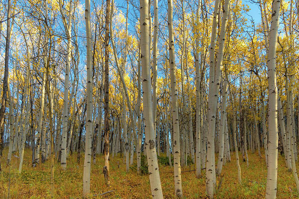  Art Print featuring the photograph Aspens by Philip Rodgers