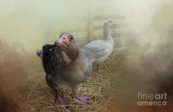 Toulouse Geese Art Print featuring the photograph At the Farm by Eva Lechner