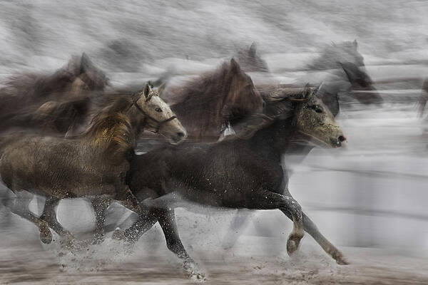 Horses Art Print featuring the photograph At Their Action by Milan Malovrh
