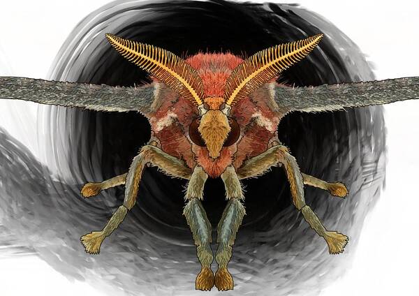 Atlas Moth Art Print featuring the drawing Atlas Moth Front On by Joan Stratton