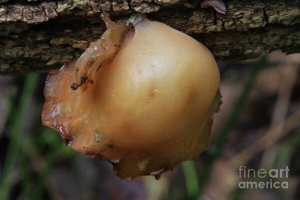 Fungus Art Print featuring the photograph auricula judae/Wood Ear by Rick Rauzi