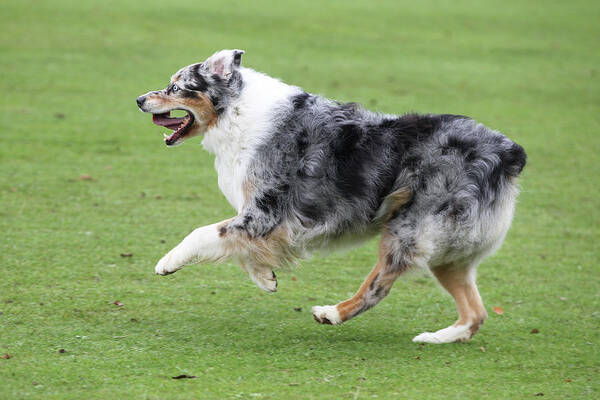 Australian Shepherd Art Print featuring the photograph Australian Shepherd 29 by Bob Langrish