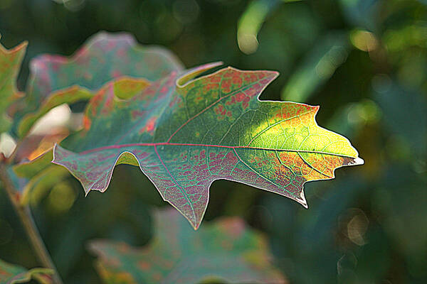 Leaves Art Print featuring the photograph Autumn 3 by Jolly Van der Velden