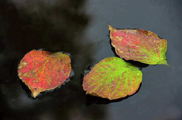 Autumn Art Print featuring the photograph Autumn Dogwood Leaf Trio by Douglas Wielfaert