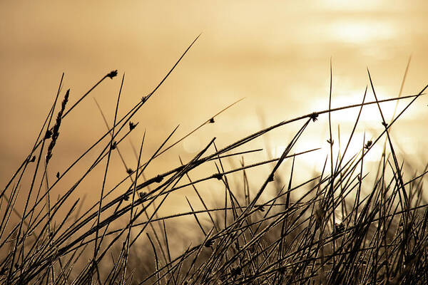 Autumn Art Print featuring the photograph Autumn Grass by Kevin Schwalbe