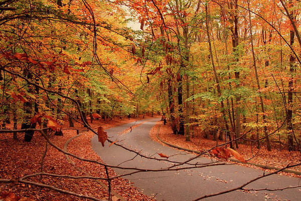 Autumn Art Print featuring the photograph Autumn In Holmdel Park by Angie Tirado