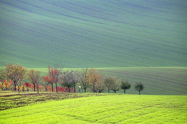 South Art Print featuring the photograph Autumn in South Moravia 18 by Dubi Roman