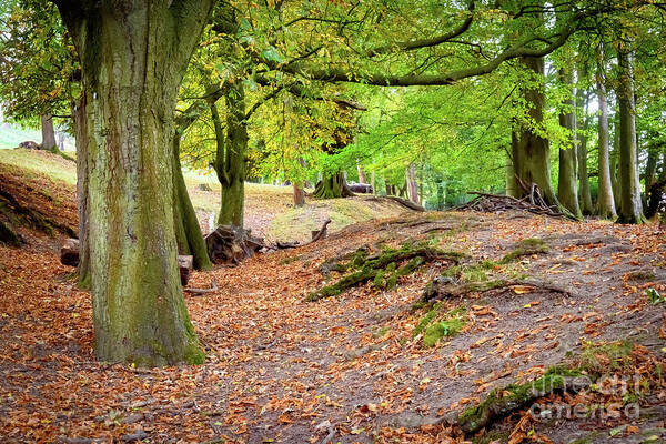Autumn Art Print featuring the photograph Autumn in the woods by Colin Rayner