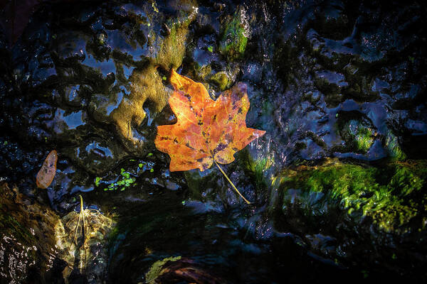 Leaf Art Print featuring the photograph Autumn Leaf by Scott Meyer