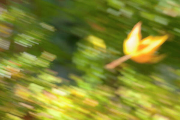 Wind Art Print featuring the photograph Autumn Leaves Blowing In The Wind by Brian Stablyk
