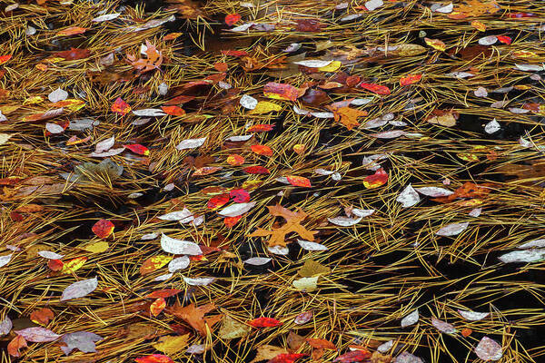 Allegheny Plateau Art Print featuring the photograph Autumn Leaves & Pitch Pine Needles by Michael Gadomski