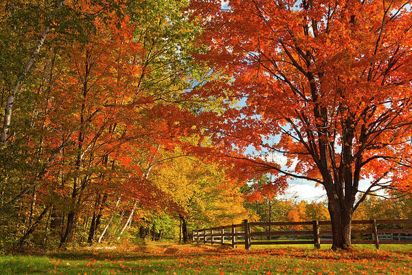Estock Art Print featuring the digital art Autumn Near Conway, New Hampshire by Claudia Uripos
