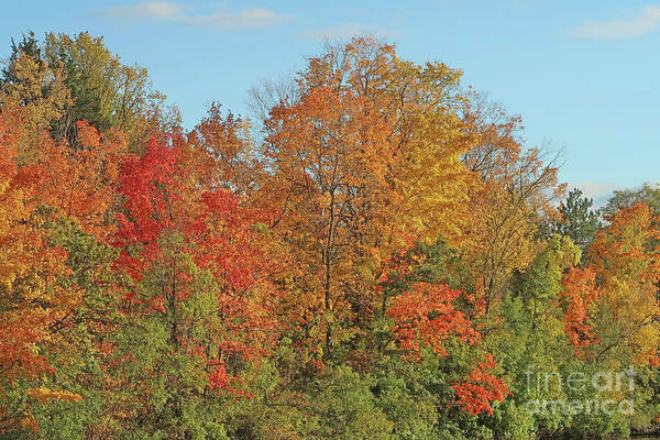 Autumn Art Print featuring the photograph Autumn Spectacle by Ann Horn