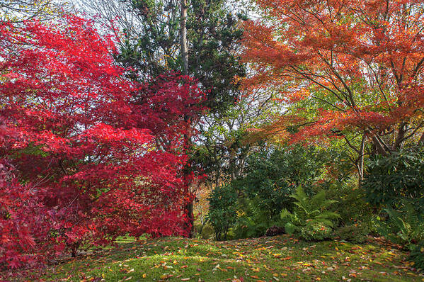 Jenny Rainbow Fine Art Photography Art Print featuring the photograph Autumn Time in Japanese Garden 5 by Jenny Rainbow