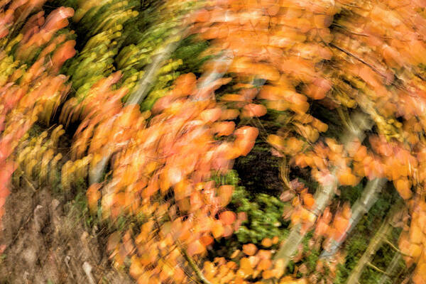 Abstract Art Print featuring the photograph Autumn Vortex by Denise Bush
