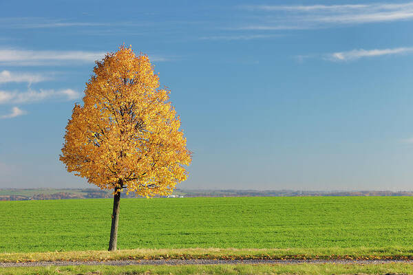 Scenics Art Print featuring the photograph Autumnal Lime Tree by Cornelia Doerr