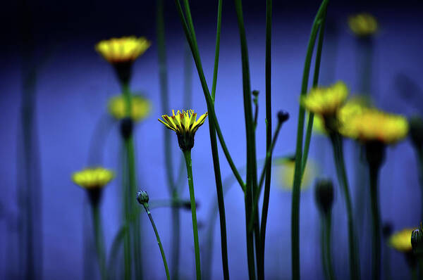 Outdoors Art Print featuring the photograph Avatar Flowers by Mauro Cociglio - Turin - Italy