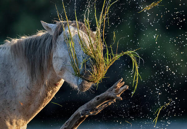 Stallion Art Print featuring the photograph Eel Grass for Breakfast by Paul Martin