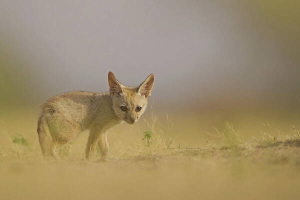 Animal Themes Art Print featuring the photograph Baby Fox by Santanu Nandy