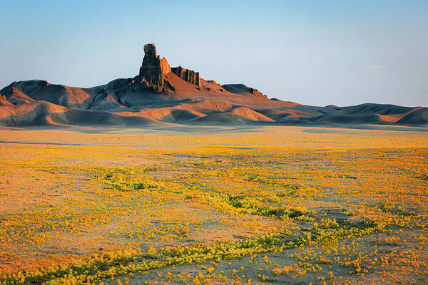 Amazing Art Print featuring the photograph Badlands Superbloom by Wasatch Light