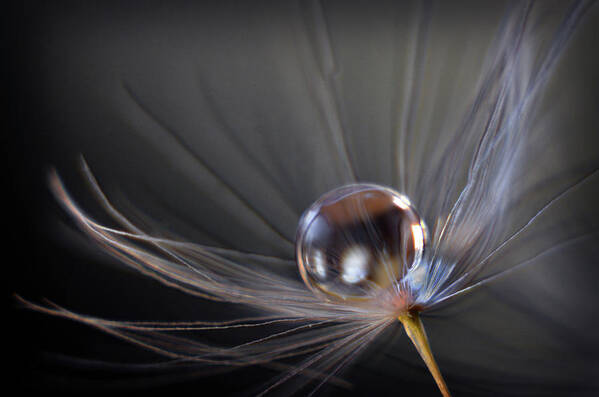 Macro Photograph Art Print featuring the photograph Balanced by Michelle Wermuth