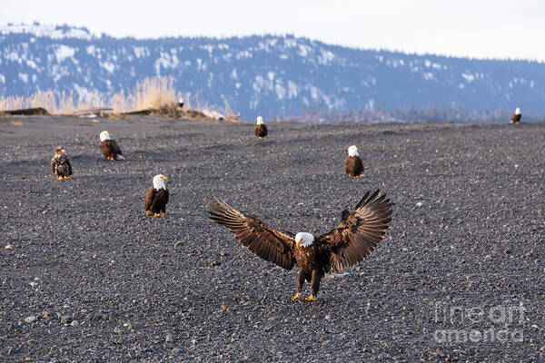 Bald Eagle Art Print featuring the photograph Bald Eagles on the beach by Louise Heusinkveld