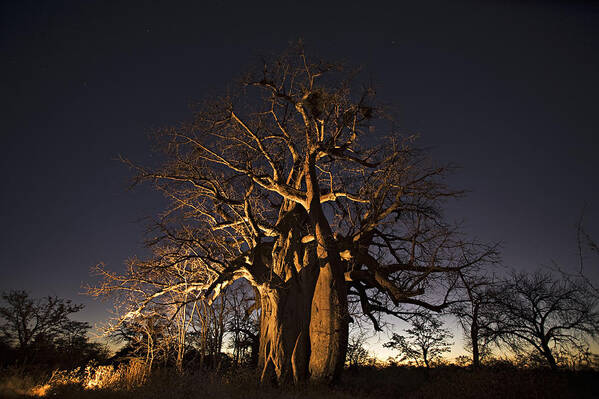 Releasing Art Print featuring the photograph Baobab Tree Adansonia Digitata, Lit Up by Martin Harvey