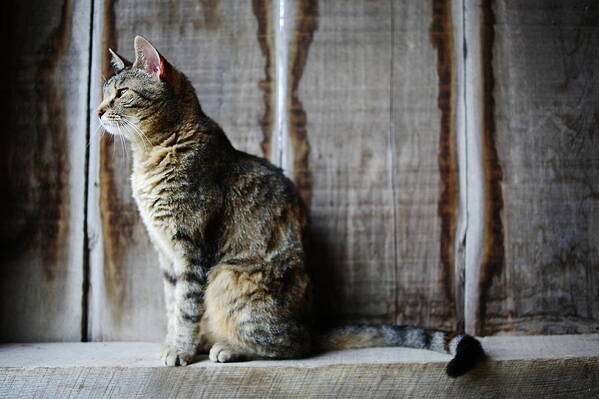 Pets Art Print featuring the photograph Barn Cat by Jimss
