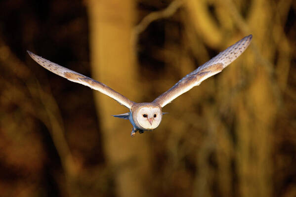 Kent Art Print featuring the photograph Barn Owl In Flight by Markbridger