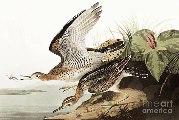 Bartram Sandpiper Art Print featuring the painting Bartram Sandpiper, Bartramia Longicauda by Audubon by John James Audubon