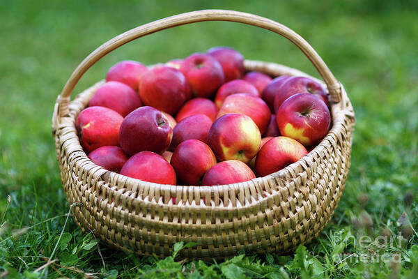 Harvested Art Print featuring the photograph Basket with apples in the grass by Ragnar Lothbrok
