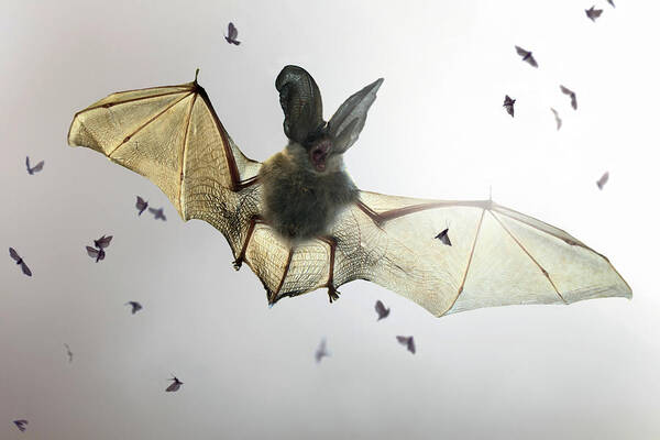 #faatoppicks Art Print featuring the photograph Bat by Jimmy Hoffman