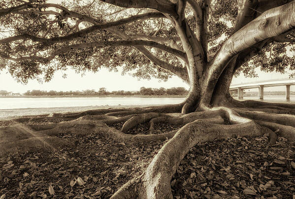 Bay Tree Art Print featuring the photograph Bay Tree by Joseph S Giacalone