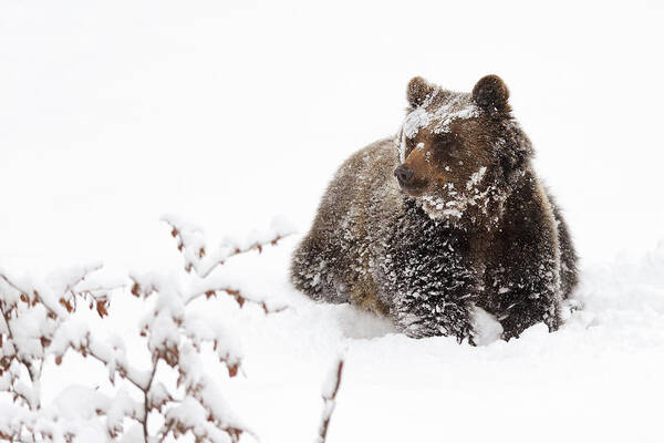 Wildlife Art Print featuring the photograph Bear In The Snow by Marco Pozzi