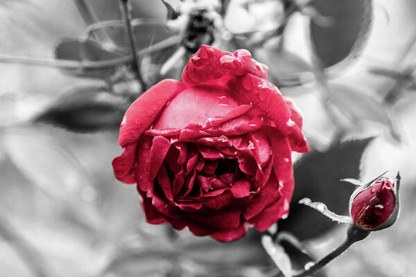 Photo Art Print featuring the photograph Beautiful Red Rose by Jason Hughes