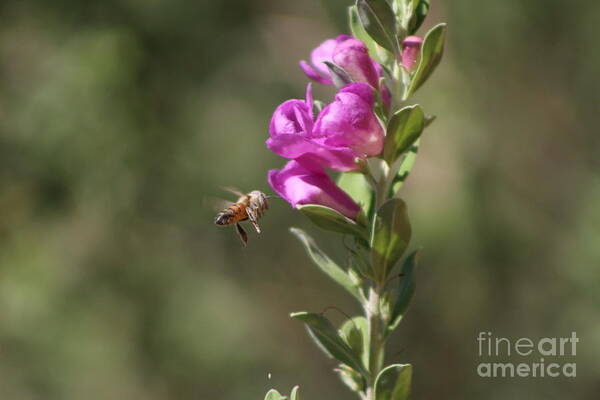 Bee Art Print featuring the photograph Bee Flying Towards Ultra Violet Texas Ranger Flower by Colleen Cornelius