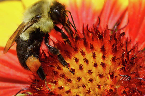 Bee Art Print featuring the photograph Bee Red Flower by Meta Gatschenberger