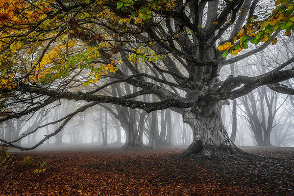 Autumn
Canfaito
Beech
Foliage
Fog
Forest Art Print featuring the photograph Beech Trees by Sergio Barboni