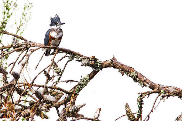 Kingfisher Art Print featuring the photograph Belted Kingfisher by Bob Decker