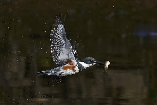 Bird Art Print featuring the photograph Belted Kingfisher by Johnny Chen