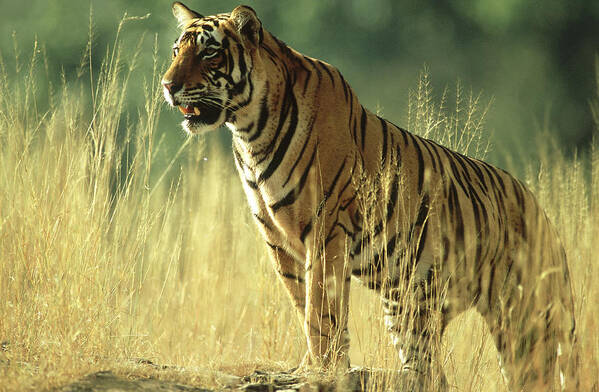 Vertebrate Art Print featuring the photograph Bengal Tiger, Panthera Tigris, 24 Month by Mike Powles