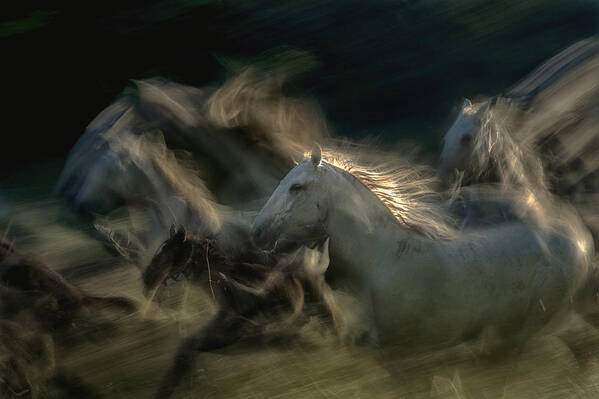 Horses Art Print featuring the photograph Between The Big Ones by Milan Malovrh