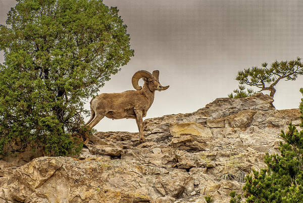 Big Horn Sheep Art Print featuring the photograph Bighorn Sheep Posing by Donald Pash